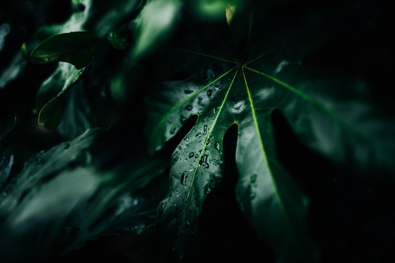 Balsam samoopalający - opinie