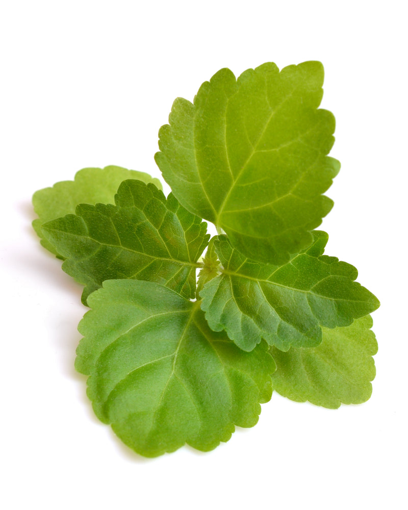 Olejek eteryczny Paczuli