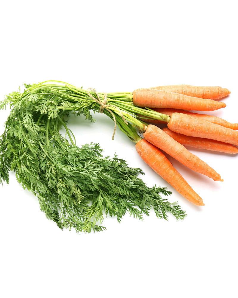 Olej z korzenia marchwi