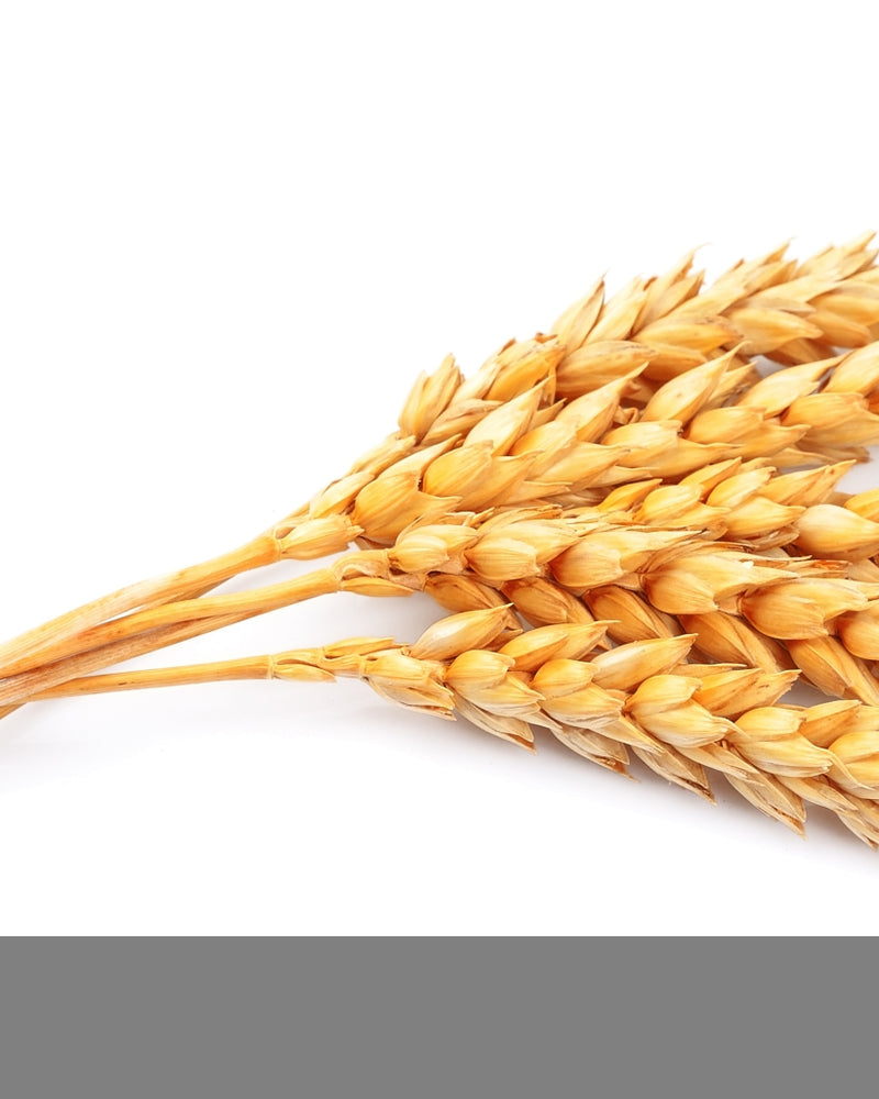 Ekstrakt z nasion pszenicy