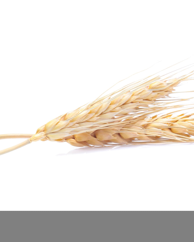 Ekstrakt z nasion jęczmienia