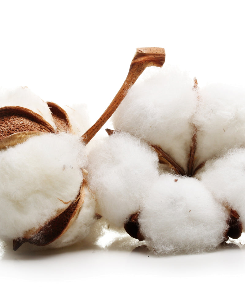 Ekstrakt z nasion bawełny