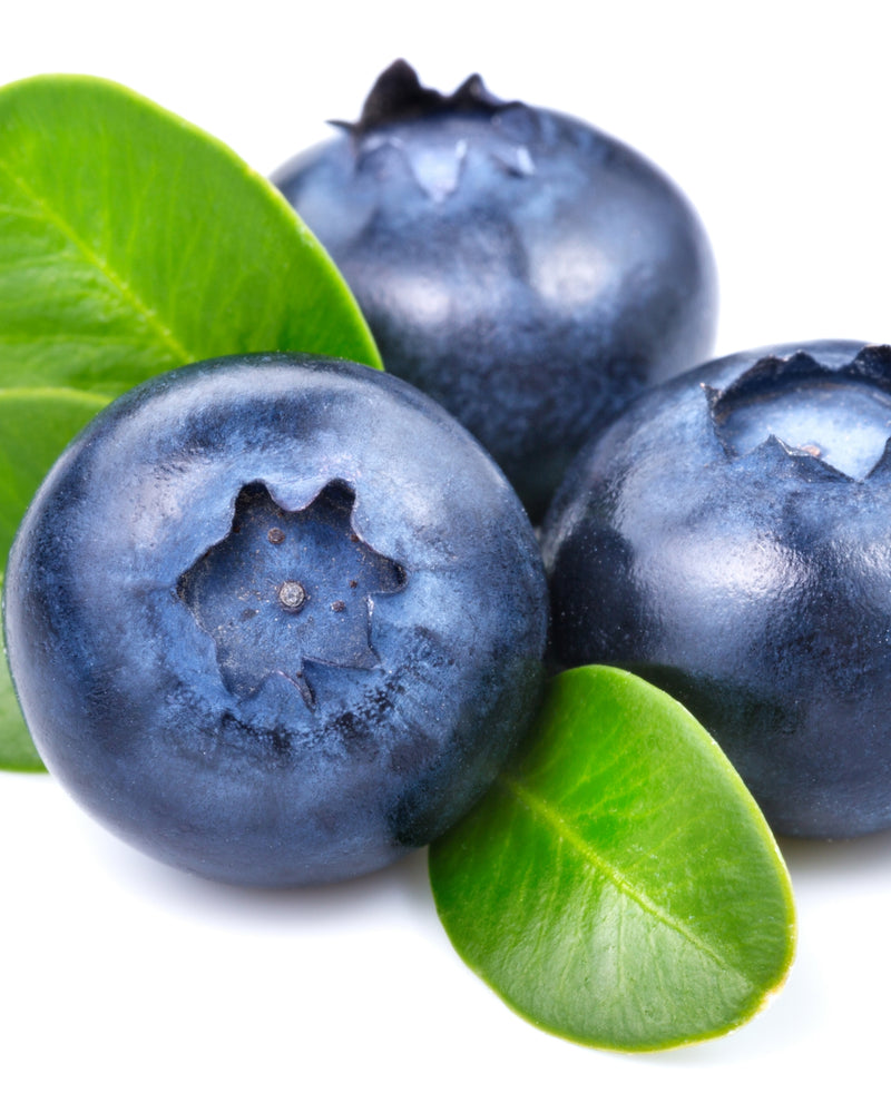 Ekstrakt z owoców borówki amerykańskiej