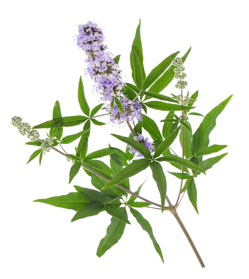 Ekstrakt z niepokalanka pospolitego